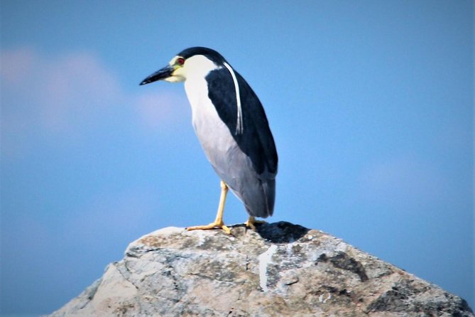 Birding By Boat on the Osprey - Tips for an Enjoyable Birding Tour