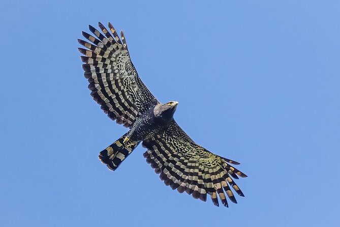 Birding for beginners - Exploring Sayulita’s Birding Treasure: What to Expect