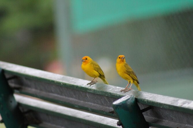 Birding Pipeline Road From Amador Cruise Port - Optional Visit to PRDC