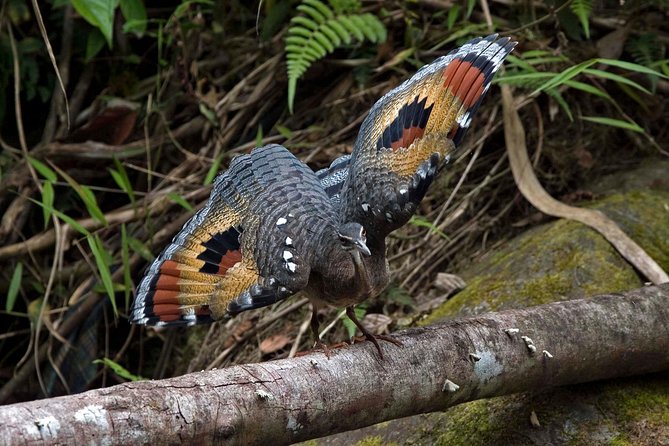 Birding Tour - Safety and Accessibility