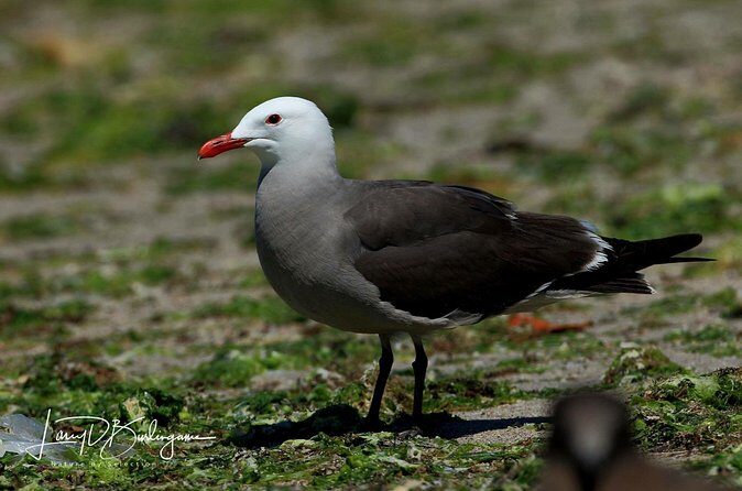 Birding Tour in La Paz Mexico - Key Points