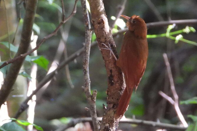 Birds of the Mayan World 3 - Key Points