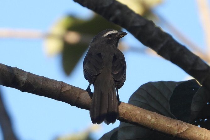 Birds of the Mayan World 3 - Analyzing the Value