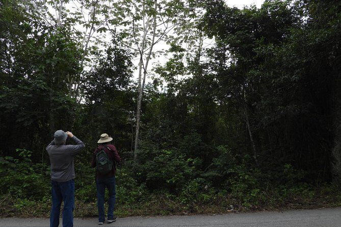 Birds of the Mayan World 3 - Who Should Consider This Tour?