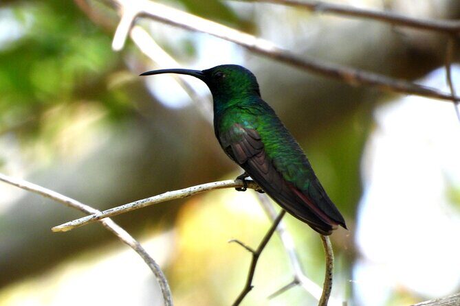 Birds of the Mayan World 3 - Final Thoughts