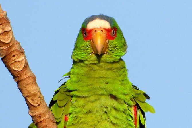 Birds of the Mayan World 3 - FAQ