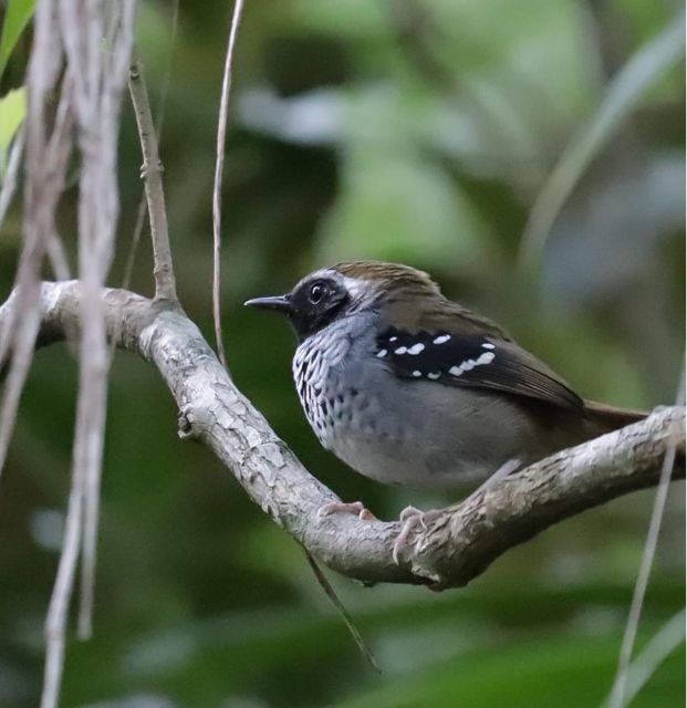 Birdtour Onça Cachoeira - Experience Highlights