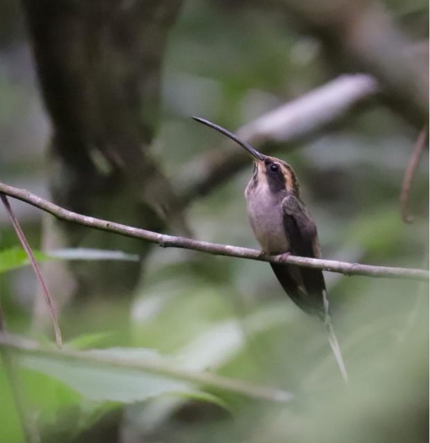 Birdtour Onça Cachoeira - Booking Information