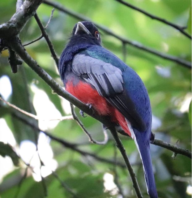 Birdtour Onça Cachoeira - Tour Guide Expertise