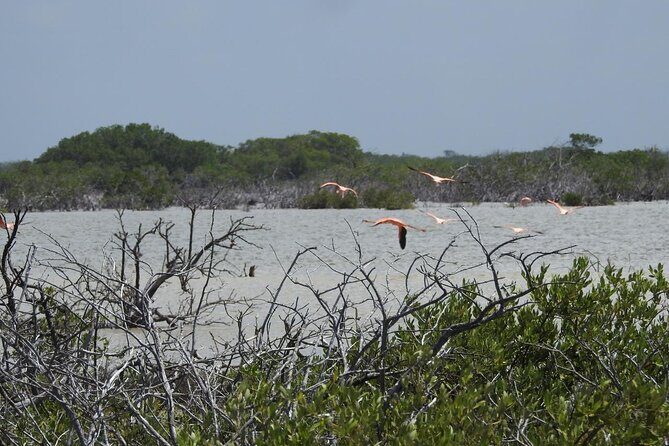 Birdwatching around Merida and coastline - Exploring Meridas Birdwatching and Coastal Ecosystems
