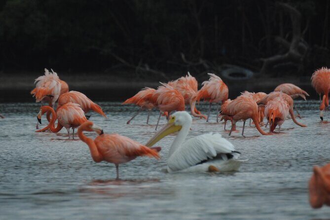 Birdwatching around Merida and coastline - The Sum Up: Is It Worth It?