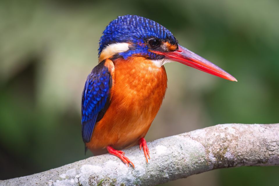 Birdwatching Around Yogyakarta - Birdwatching Hotspots in Yogyakarta
