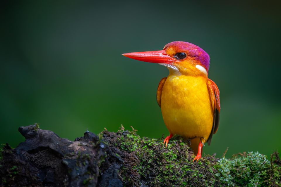 Birdwatching Around Yogyakarta - Taking in the Local Ecosystem