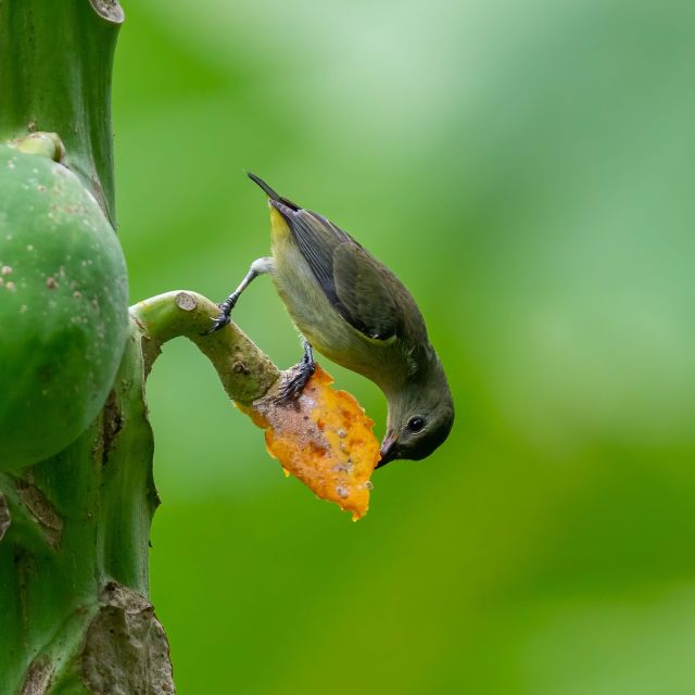Birdwatching Around Yogyakarta - Discovering Unique Bird Behaviors