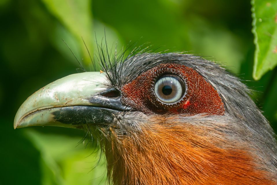 Birdwatching Around Yogyakarta - Capturing the Beauty of Birds