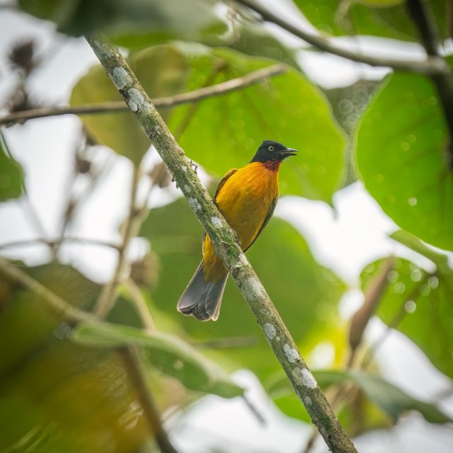 Birdwatching Around Yogyakarta - Getting to Know the Locals