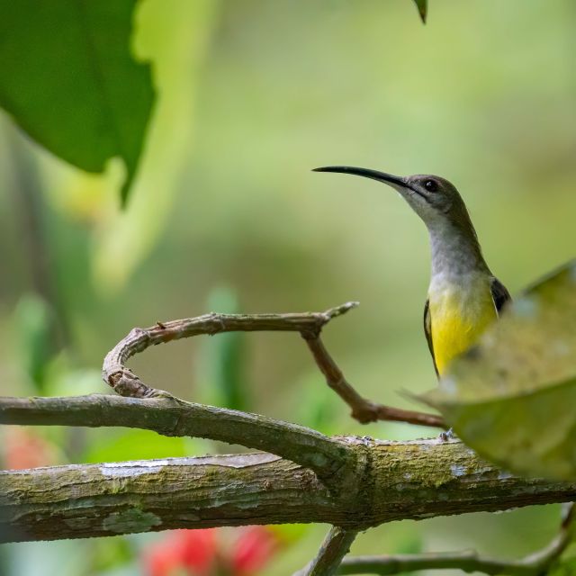 Birdwatching Around Yogyakarta - Preparing for a Successful Birdwatch