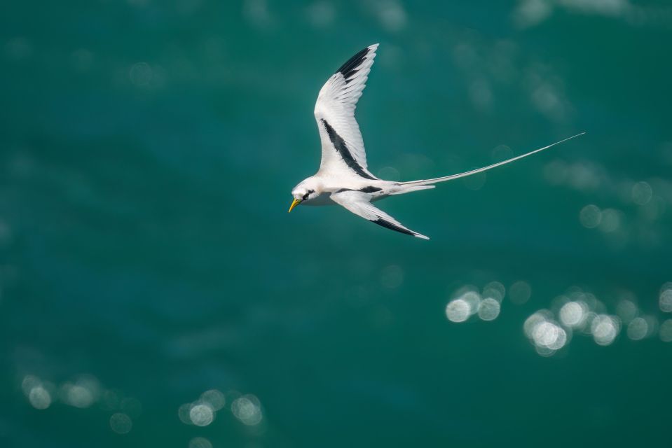 Birdwatching Around Yogyakarta - Maximizing Your Birdwatching Experience