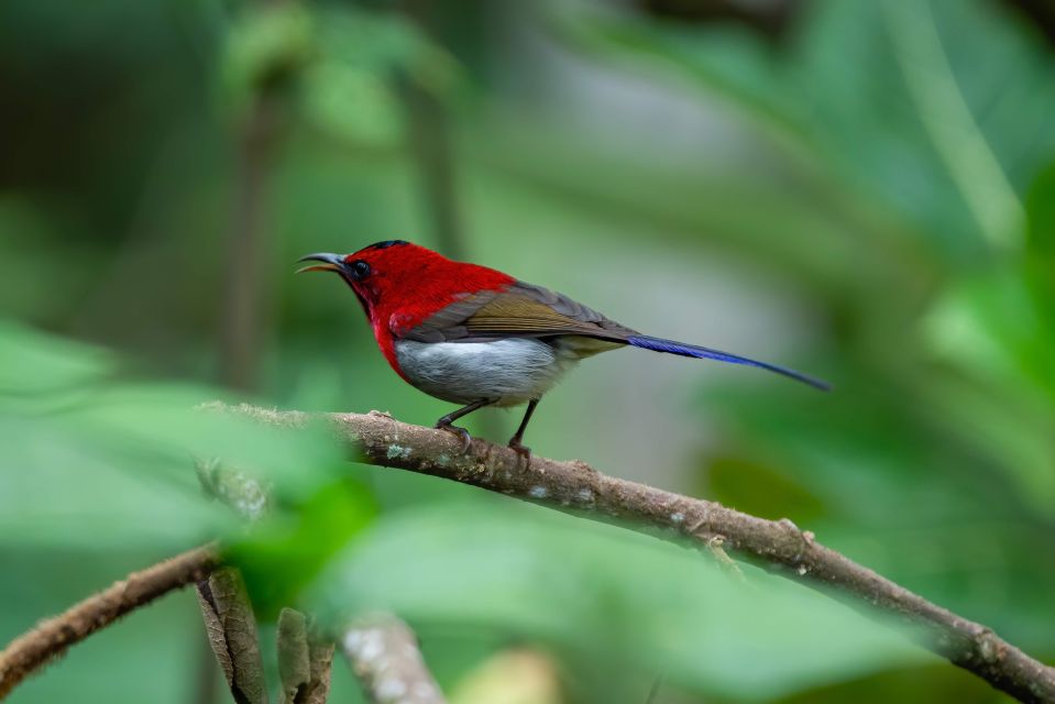 Birdwatching Around Yogyakarta - Frequently Asked Questions