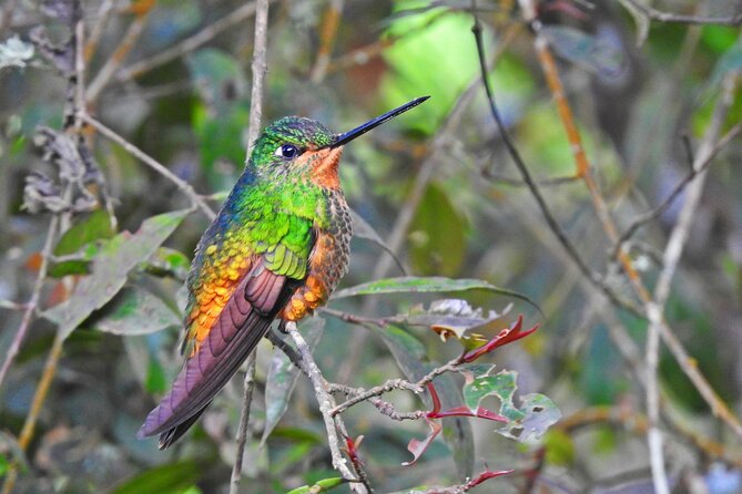 Birdwatching at Monserrate Bogotá 4H - Meeting and Pickup