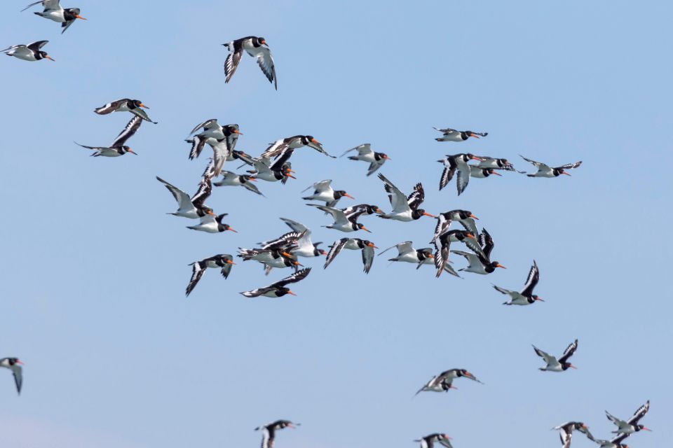 Birdwatching Boat Tour in the Tagus Estuary - Inclusions and Amenities