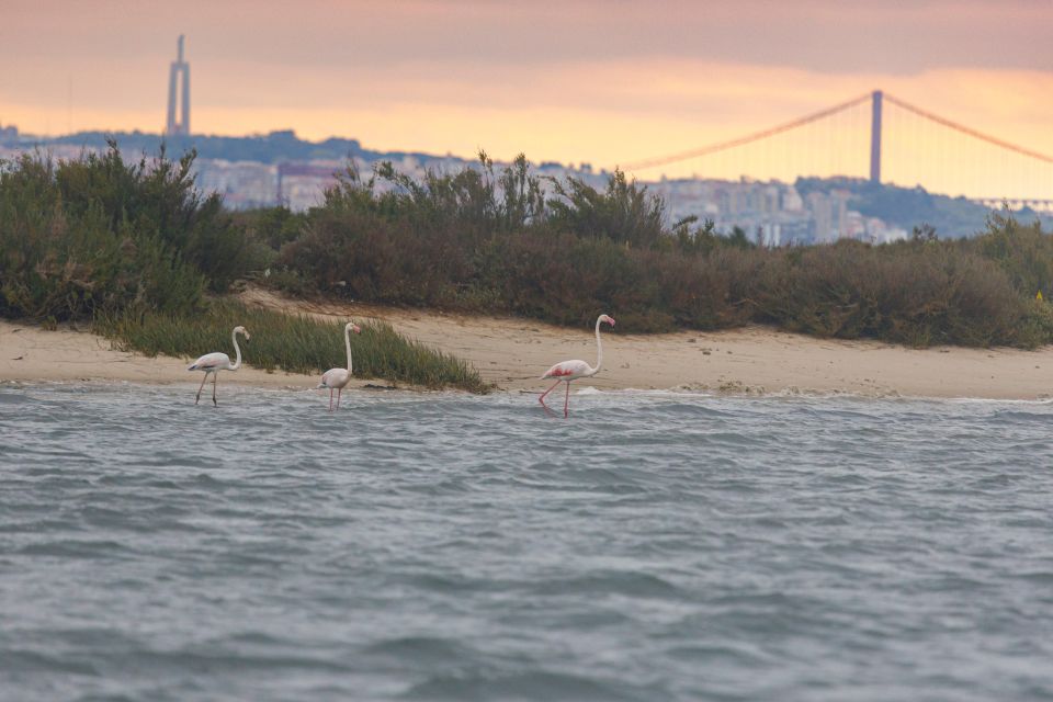 Birdwatching Boat Tour in the Tagus Estuary - Customer Feedback