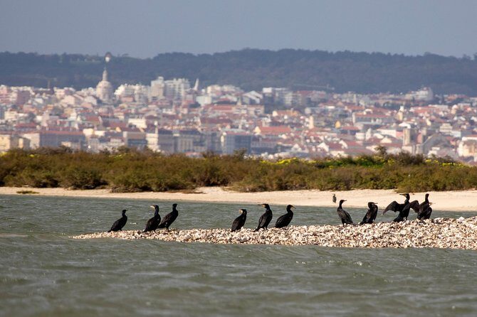 Birdwatching Boat Tour so close to Lisbon - Who Will Enjoy This Tour Most?