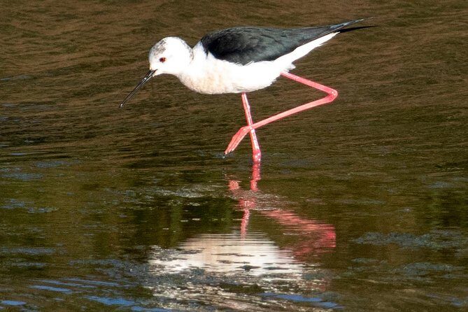 Birdwatching Boat Tour so close to Lisbon - Final Thoughts