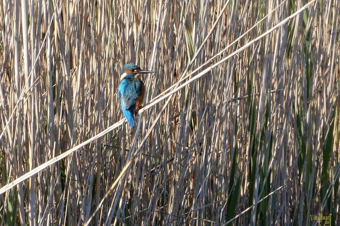 Birdwatching Boccadoro: the wildlife of the wetland - Key Points
