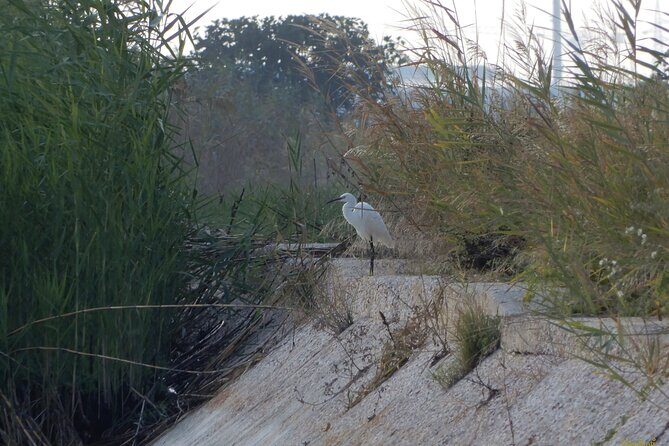 Birdwatching Boccadoro: the wildlife of the wetland - Discovering the Wetlands of Bari