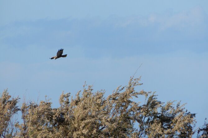 Birdwatching Boccadoro: the wildlife of the wetland - Why This Tour is Valuable