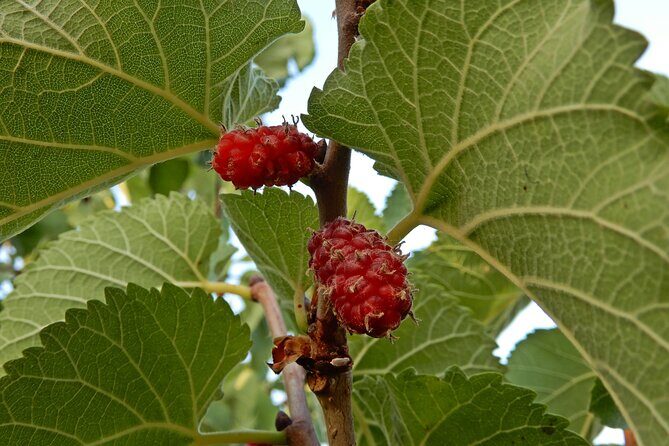 Birdwatching Boccadoro: the wildlife of the wetland - Final thoughts