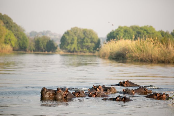 Birdwatching Cruise in Zambezi River With Breakfast - Meeting and Pickup