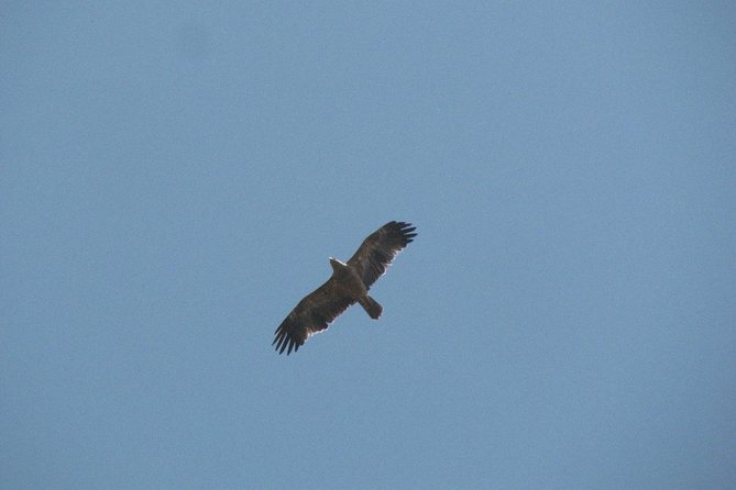 Birdwatching Day Around Castro Verde - Booking and Pricing Information