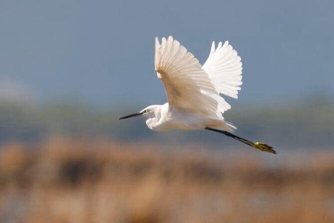 Birdwatching Experience in Narte Lagoon & Akerni Dunes - Key Points