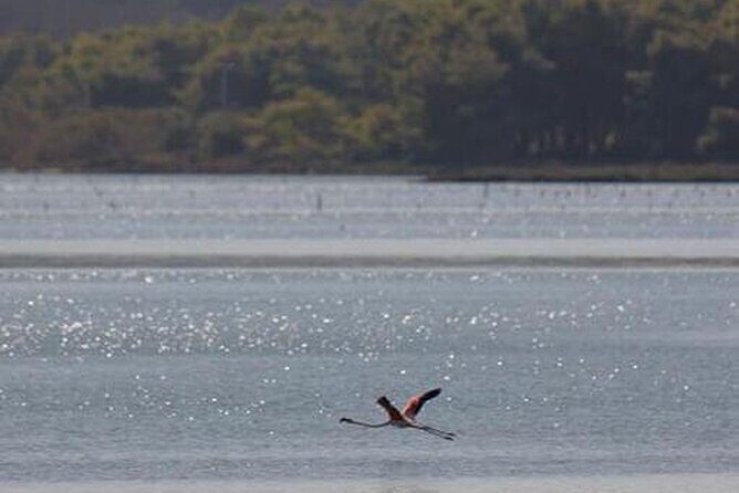 Birdwatching Experience in Narte Lagoon & Akerni Dunes - Exploring the Narte Lagoon & Akerni Dunes Tour: What to Expect