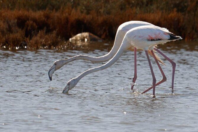 Birdwatching Experience in Narte Lagoon & Akerni Dunes - FAQ