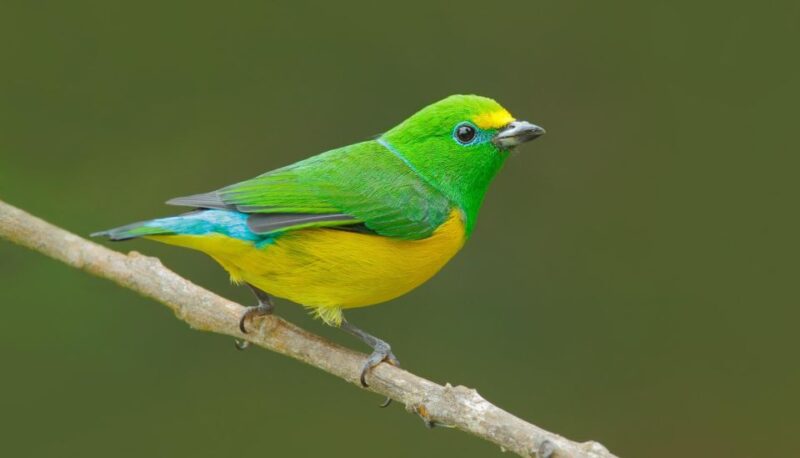 Birdwatching Holidays: 6 Day Sierra Nevada & La Guajira Tour - Key Points