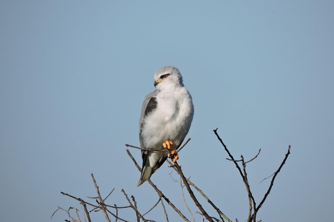 Birdwatching in Cape Town - Top Birding Locations to Visit