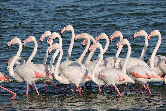 Birdwatching in Cape Town - Tips for Birdwatching Success
