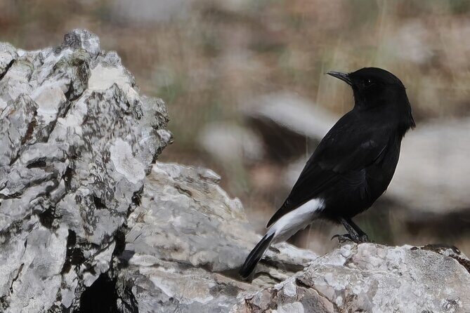 Birdwatching in Ronda and Grazalema - Key Points