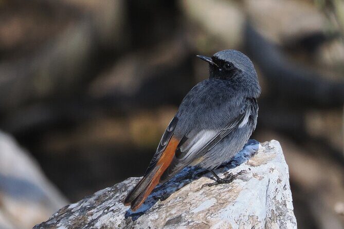 Birdwatching in Ronda and Grazalema - The Sum Up