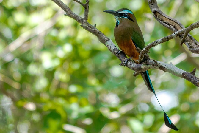 Birdwatching in Sian Ka'An and Muyil Archaeological Site From Tulum - Pickup and Transportation