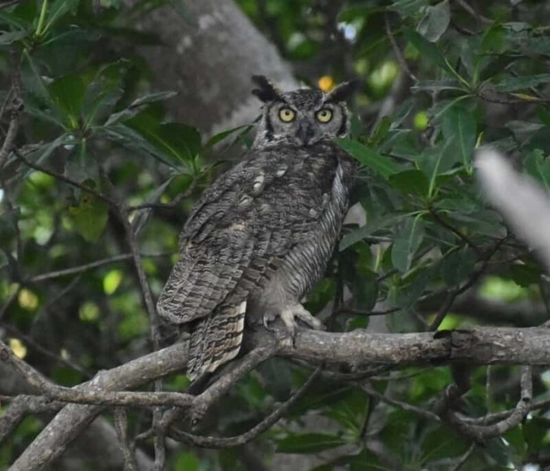 birdwatching in the nearby savannah of Palenque - An In-Depth Look at the Tour