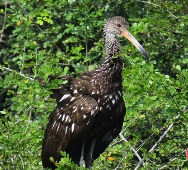 birdwatching in the nearby savannah of Palenque - The Value of This Experience