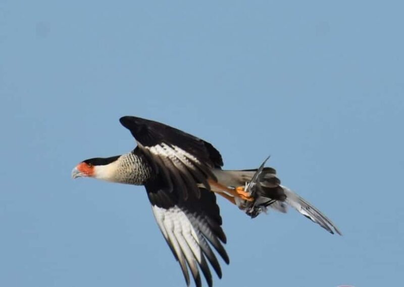 birdwatching in the nearby savannah of Palenque - Who Should Consider This Tour?