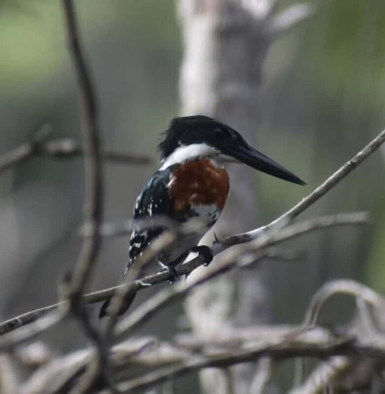 birdwatching in the nearby savannah of Palenque - FAQ