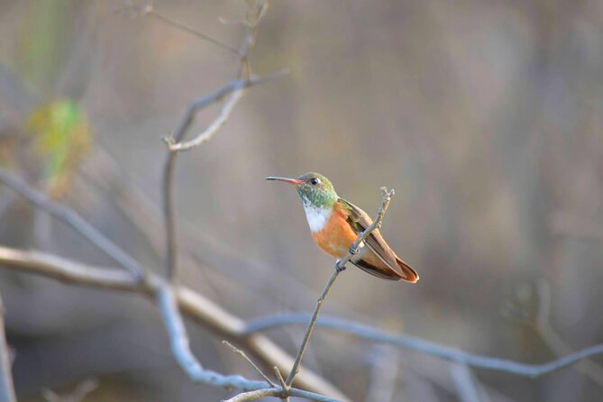 Birdwatching & Landscaping Tour in Lima - Inclusions and Pickup