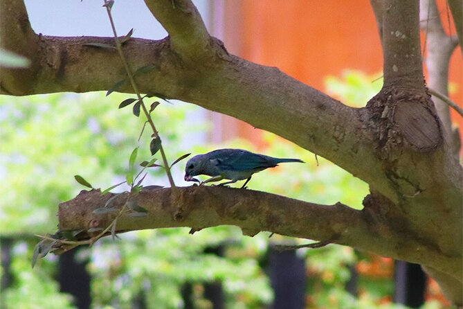 Birdwatching & Landscaping Tour in Lima - Birdwatching Highlights