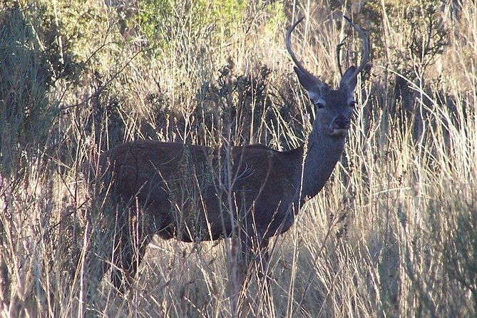 Birdwatching Montes De Toledo Orientales - Birding Highlights